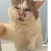 お風呂場にいる猫