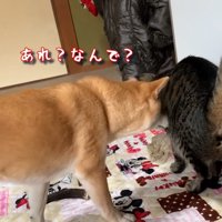 あれ？なんで？