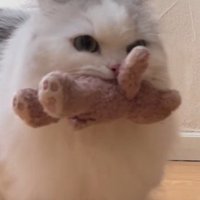 ぬいぐるみを咥えながら鳴き声をあげるミヌエット