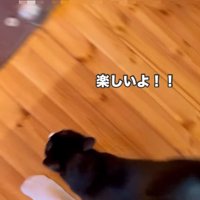 飼い主の足元にやってくる猫