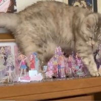 アクリルスタンドが並ぶ棚の上を歩く猫