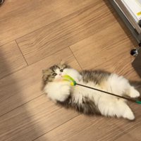 転がる猫