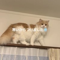 話しかけてくる飼い主を見つめる猫