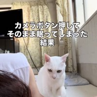 眠るママを起こす白猫