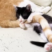 むぎくんの尻尾をぎゅっとするロアちゃん