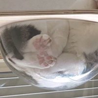 キャットタワーのボウルの中に入っている猫の足