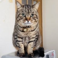 ヒーターの上に座るキジトラ猫