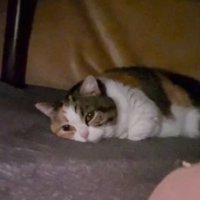 こたつの中の猫