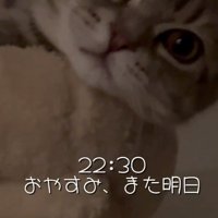 クッションに顔を乗せている猫
