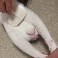 とろける