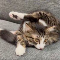 ソファでまどろむ子猫の不思議なポーズ