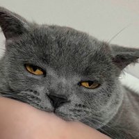 眠くて目が半開きになっている猫