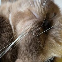 白目のドアップ