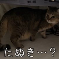 タヌキ化したみにらくん