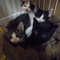 子猫たち