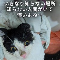 洗われている子猫