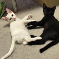 ベッドの上で横になる2匹の猫