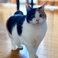 冬毛が伸びた三毛猫