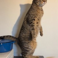 まっすぐ立つ猫3