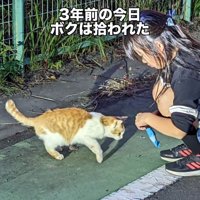 子どもの前にいる猫