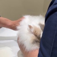 獣医師に右手で触られている顔を隠している猫（看護師横顔）