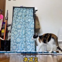 ボタンを押す猫