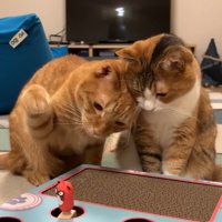 右前足を振りかぶるにゃん太くん