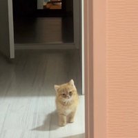 足を止める子猫