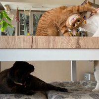 棚にいる猫たち