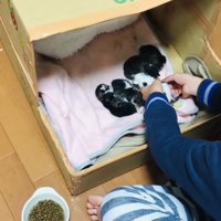 男の子に抱っこされる赤ちゃん猫