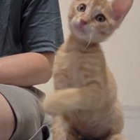 毛づくろい中に前足を空振りする茶トラの子猫