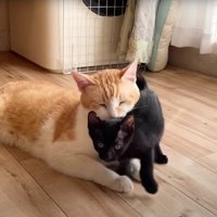成猫にすり寄る子猫