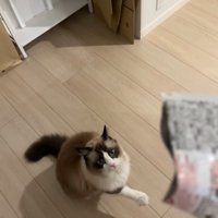 お座りをして右前足を上げている猫