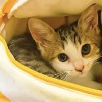 兄弟の横で一緒にカメラを見つめる子猫