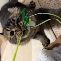 遊んでいる猫