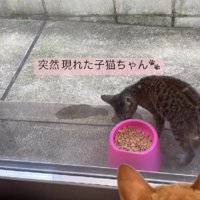 外でごはんを食べる猫