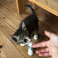 指の匂いを嗅ぐ子猫