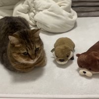 並ぶ3人(前から)