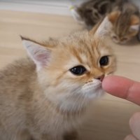 匂いを嗅ぐ猫