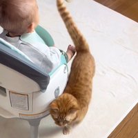 赤ちゃんのイスにくっつく猫