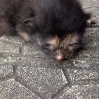頭を撫でられる小梅ちゃん