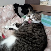 体を舐める猫