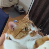 飼い主によじ登る猫
