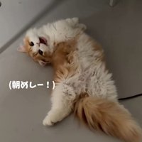 ご飯を催促する子猫