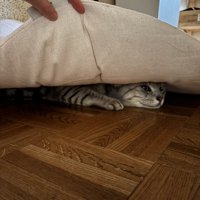 座布団に隠れる猫