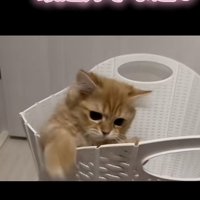 「おりゃ」のテロップ写真2