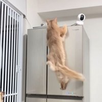冷蔵庫の上部に前足をかける猫