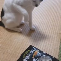 煮干しを見つめる猫