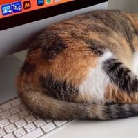 パソコン前で眠る猫