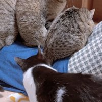 寝ている飼い主のお腹の上に乗る猫